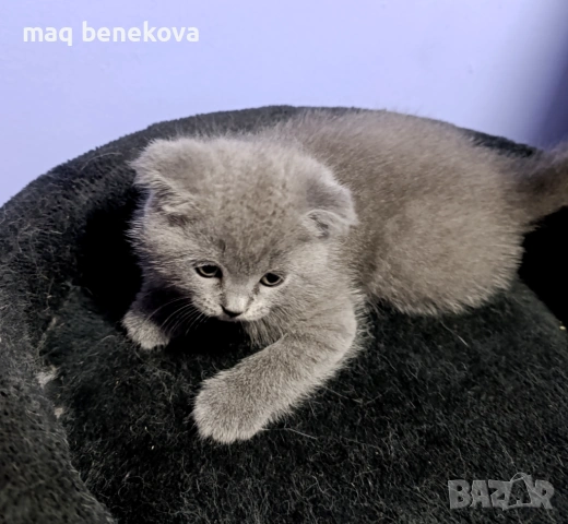 Прекрасни момичета шотландска клепоуха и правоуха!!!, снимка 6 - Британска късокосместа - 54061138