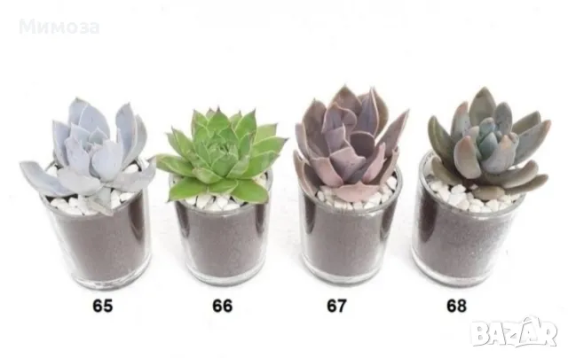 Сукуленти подаръци