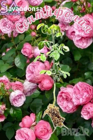 Разсад маслодайни рози, снимка 8 - Градински цветя и растения - 42641069