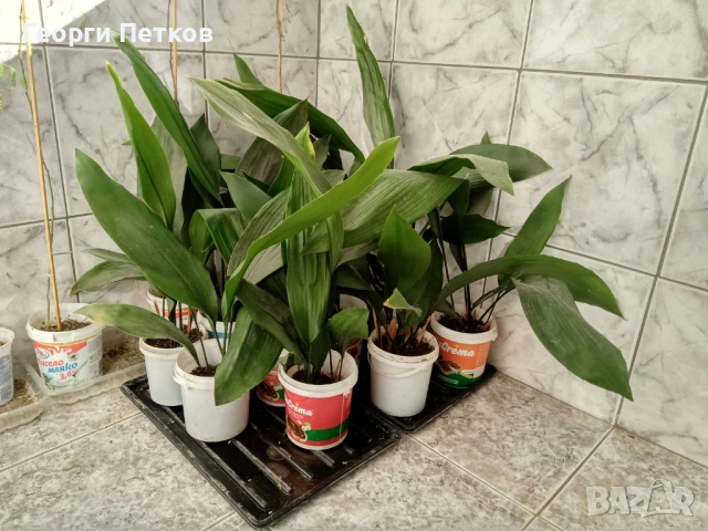 Семейно щастие (Аспидистра) с височина 40-50см.