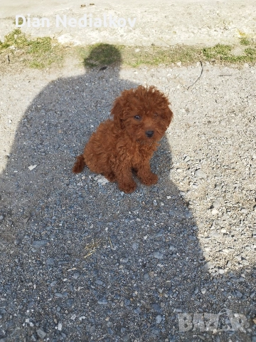 Той пудел родословен ., снимка 6 - Пудели - 53343824