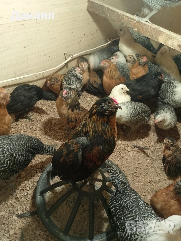 Грюбе, снимка 7 - други­ - 53823897