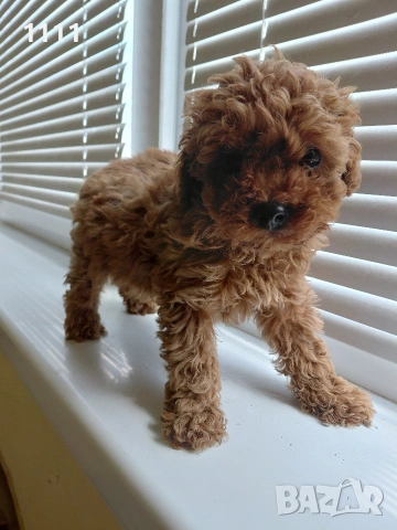 Тийкъп Той Пудел, снимка 5 - Пудели - 54014156