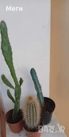 Продавам комплект  кактуси Opuntia monacantha, Micranthocereus, снимка 1 - Градински цветя и растения - 47632363