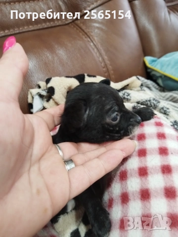 Момиче шепичка любов, снимка 4 - Пинчер - 54024318