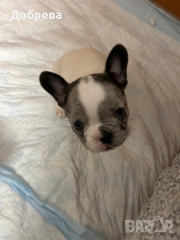 Френски булдог, снимка 4 - Френски булдог - 53942561