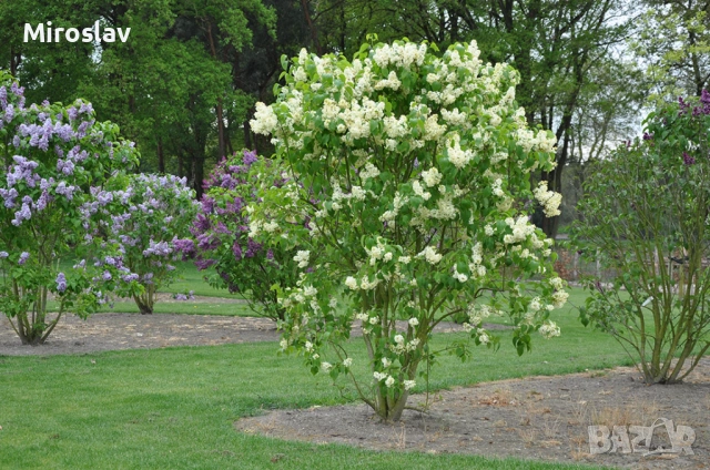 Жълт Люляк ("Primrose"), снимка 5 - Градински цветя и растения - 54008979