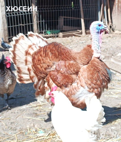 ПУЯК РЕД БЪРБЪН