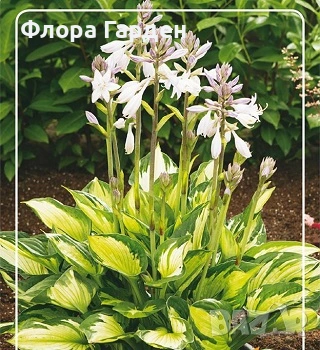 ХОСТА, АСТИЛБЕ - Коренища - ПРЕДВАРИТЕЛНИ ПОРЪЧКИ, снимка 5 - Градински цветя и растения - 49488937