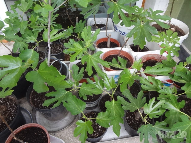 Смокини- 2 сорта в контейнери- Блек Мишън и Брънсуик, снимка 4 - Разсади - 54092194