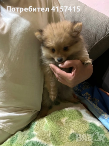 Померан шпиц, снимка 7 - Померан - 52896014