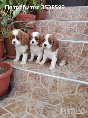 Кавалер Кинг Чарлз Шпаньол , снимка 3 - Кавалер кинг чарлз шпаньол - 52669127