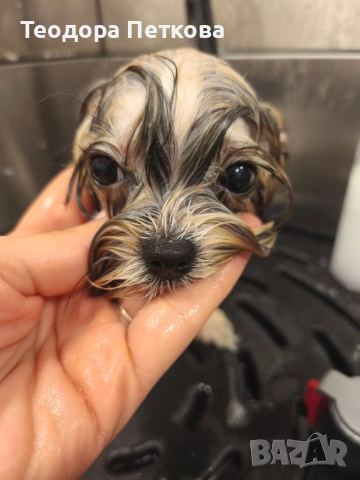 мини йоркширски териер , снимка 8 - Йоркширски териер - 53647825
