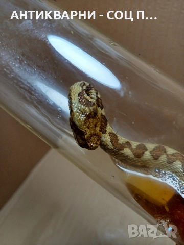 Стара Образователна Препарирана Носорога Усойница Пепелянка. , снимка 4 - Антикварни и старинни предмети - 52930839