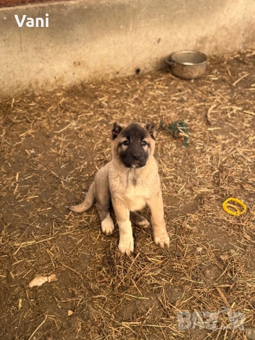 Кангал /кангалчета