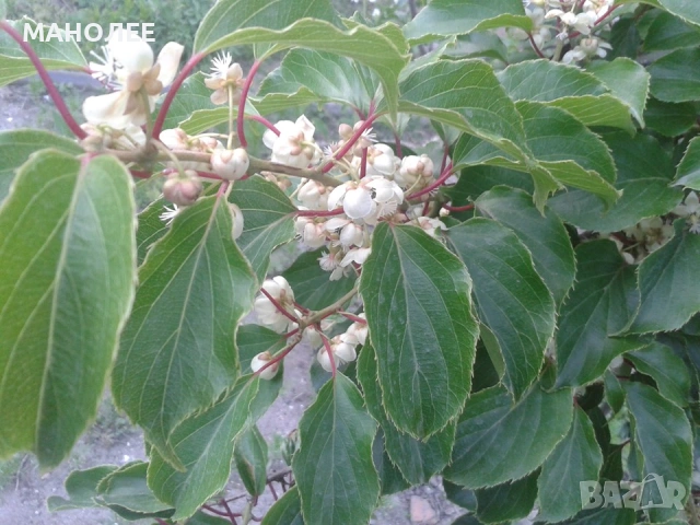 🥝🥝🥝Двуполово киви🥝🎁👌, снимка 2 - Градински цветя и растения - 53093720