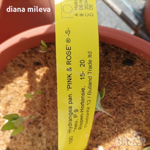 Хортензия Пиникулата Розова Роза, Hydrangea pan. PINK & ROSE, снимка 7 - Градински цветя и растения - 46321577
