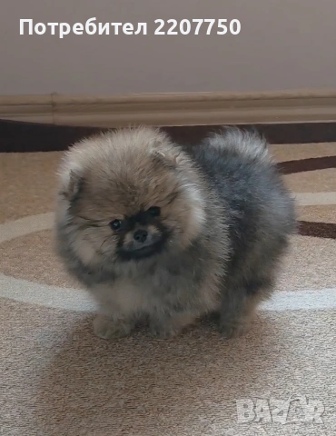 продавам померан 