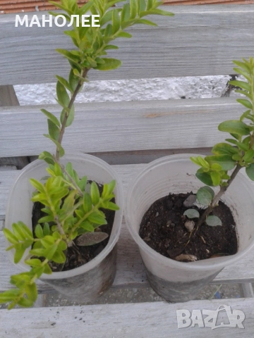 💐🪴💐Лоницера   " Нитида "🎁🦋🌷, снимка 2 - Градински цветя и растения - 52928572