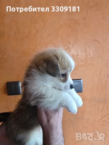 Уелско Корги , снимка 6 - Други - 54006742