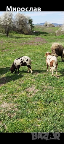 ЗАМЕНЯМ АГНЕ ЗА МЛЕЧНА КОЗА, снимка 2 - Овце - 54124431