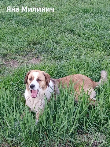 Малка госпожица търси своето семейство , снимка 8 - Други - 53589932