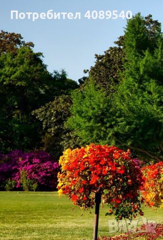Градински център „Хоум Гарден ТТ“ – растения и градински консумативи, снимка 2 - Градински цветя и растения - 45617066