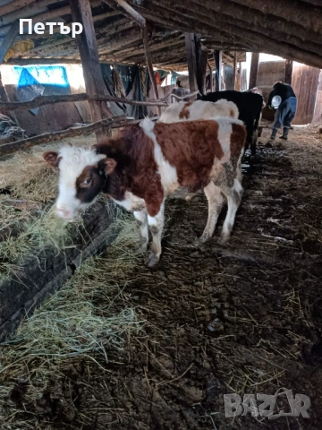 Продавам телета, снимка 4 - Крави - 53816272