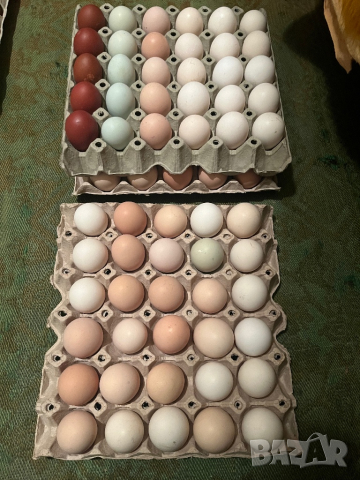 Оплодени яйца за люпене от кокошки и пуйки, снимка 5 - Кокошки и пуйки - 45012593