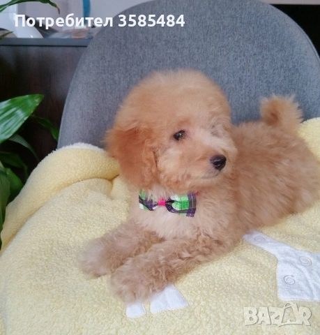 Мини пудел/Mini poodle 