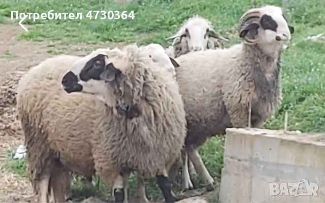 Продавам мъжко шиле 