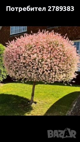 Пъстролистна японска върба 