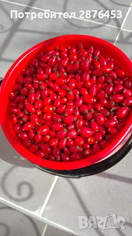 ДИВИ ШИПКИ СУШЕНИ НА СЯНКА, снимка 4 - Други - 53180002