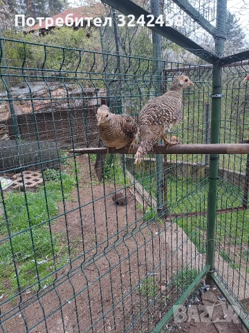 Фазани и феникс , снимка 4 - други­ - 54267729