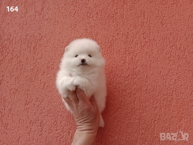 Бели Померани. Различни възрасти!