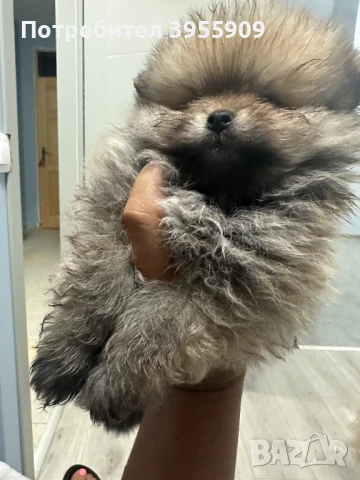 чистокръвни померани, снимка 3 - Померан - 50902986