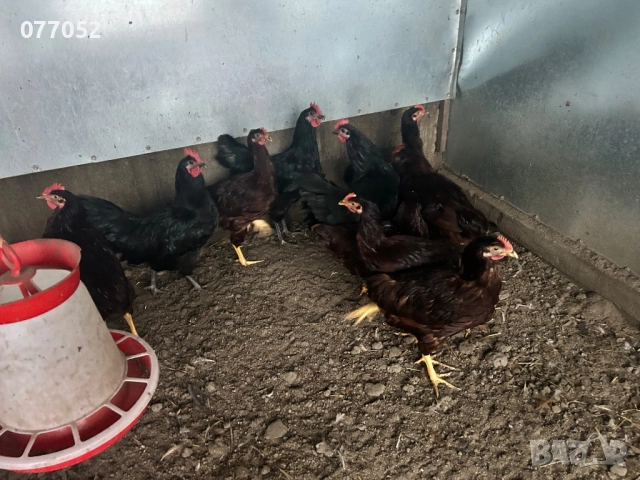 Петли Родайланд и Австралорп, снимка 3 - Кокошки и пуйки - 52949100