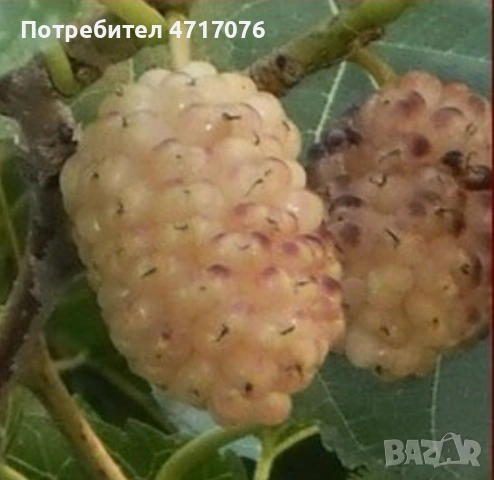 дръвчета розова черница , снимка 3 - Разсади - 53201655