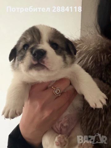 4 бебенца родени на 25.12.2025 търсят грижовни стопани подарявят се само на сериозни грижовни хора  