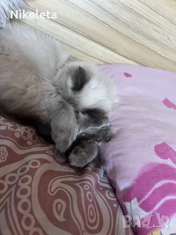 Ragdoll женска котка, снимка 4 - Други - 48093152