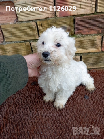 Малтийска болонка момче, снимка 2 - Болонка - 53945192