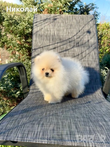 Померан мини момче. Померанче, снимка 6 - Померан - 53624474