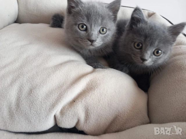 Британски Котета момичета , снимка 3 - Британска късокосместа - 52909301