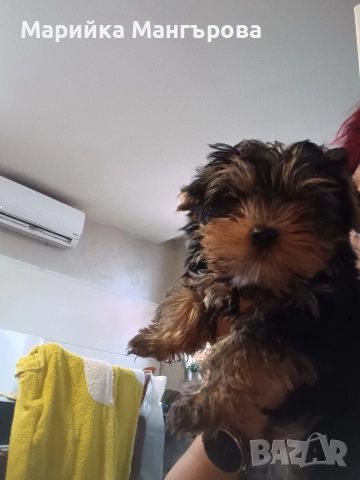 Мъжки мини йорки 