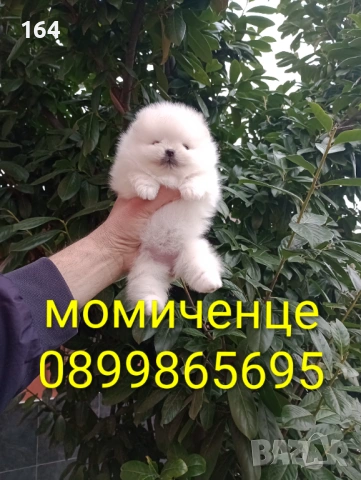 Миниатюрно момиче. Померан. Реални снимки!, снимка 2 - Померан - 53659158