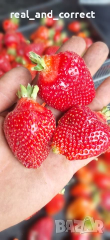 НЕВЕРОЯТЕН СВЕЖ РАЗСАД Ягоди и Малини от Произведител, снимка 10 - Разсади - 53487031
