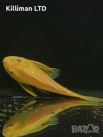 Хипостомус албинос 15 см, снимка 1