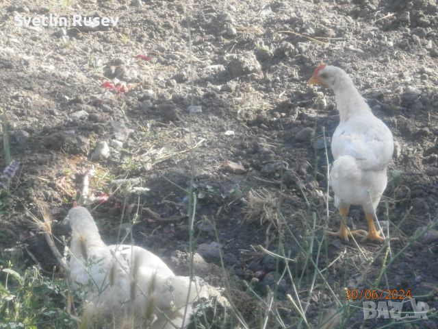 Петел, снимка 12 - Кокошки и пуйки - 46417353