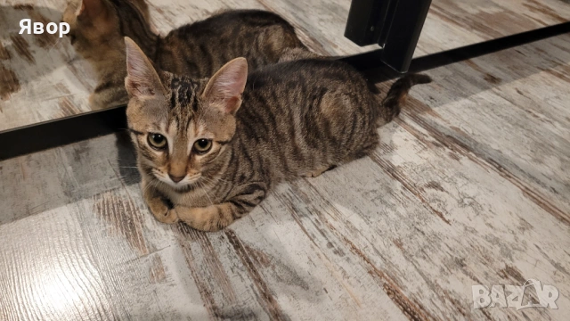 Подарявам малко котенце , снимка 5 - Други - 53015730