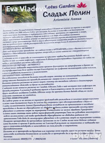 Сладък пелин(Artemisia Annua), снимка 3 - Разсади - 45605692